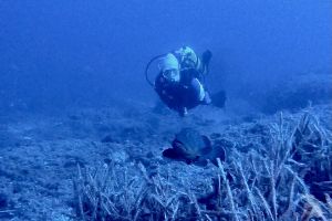  EL TORO - CALVIÀ- RESERVA EL TORO - Baleares PUERTO ADRIANO Spain foto 5