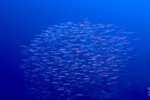  EL TORO - CALVIÀ- RESERVA EL TORO - Baleares PUERTO ADRIANO Spain foto 7