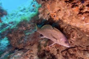  EL TORO - CALVIÀ- RESERVA EL TORO - Baleares PUERTO ADRIANO Spain foto 8