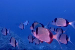  EL TORO - CALVIÀ- RESERVA EL TORO - Baleares PUERTO ADRIANO Spain foto 9