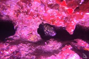 CALA LLITERAS - MALLORCA - BALEARES - Baleares Cala Agulla Spain foto 2