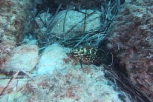 CALA LLITERAS - MALLORCA - BALEARES - Baleares Cala Agulla Spain foto 3