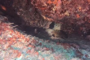 CALA LLITERAS - MALLORCA - BALEARES - Baleares Cala Agulla Spain foto 4