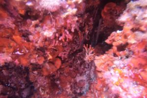 CALA LLITERAS - MALLORCA - BALEARES - Baleares Cala Agulla Spain foto 6