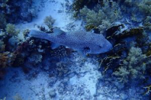 ABU DABBAB III -  Marsa alam Egipto foto 1