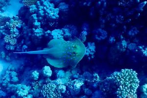 ABU DABBAB III -  Marsa alam Egipto foto 6