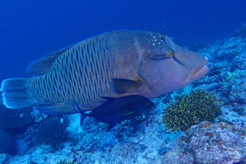 ELPHINSTONE -  Marsa alam Egipto