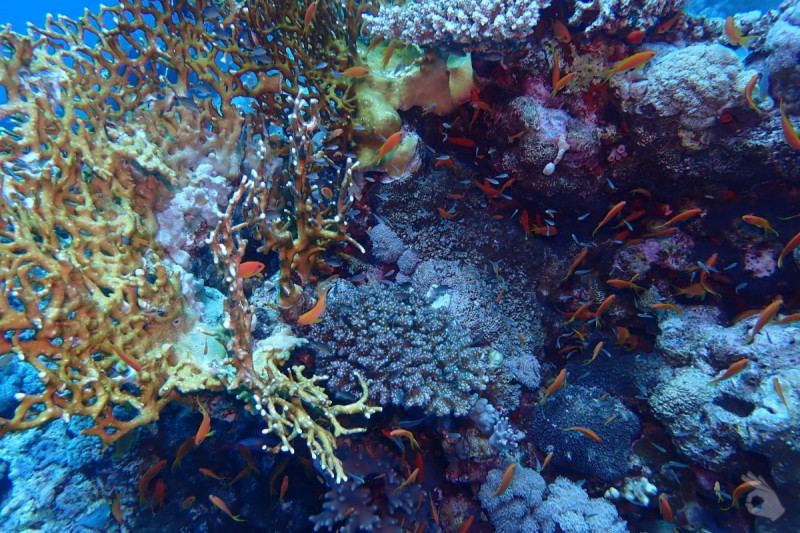 EGIPTO, MAR ROJO, YOLANDA REEF -  Sharm el sheij Egipto