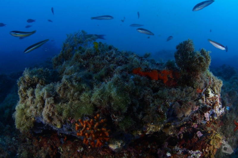 ISLA DE PACO PUERTO DE MAZARRÓN - Murcia Puerto de Mazarrón España