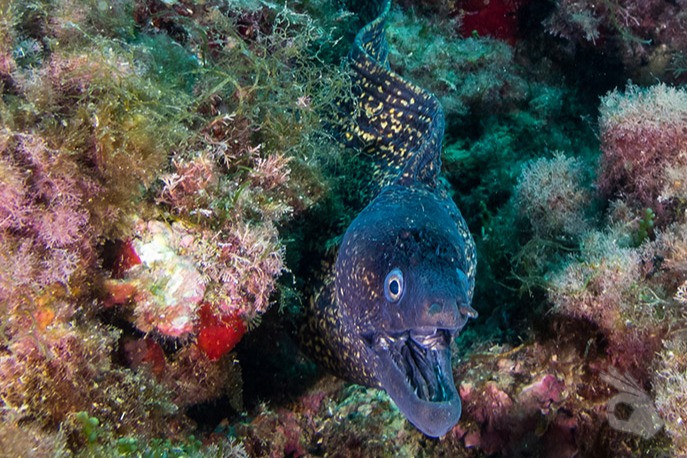 EL TAJO CABO TIÑOSO - Murcia Puerto de Mazarrón España