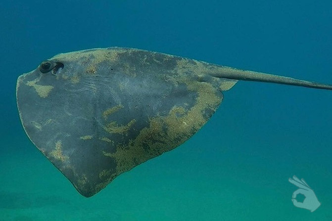 RESERVA MARINA DE CABO TIÑOSO. LA GARITA - Murcia Puerto de Mazarrón España