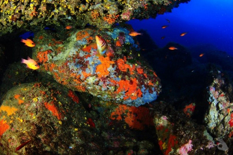 RESERVA MARINA DE CABO TIÑOSO. ARCO - Murcia Campillo de Adentro España