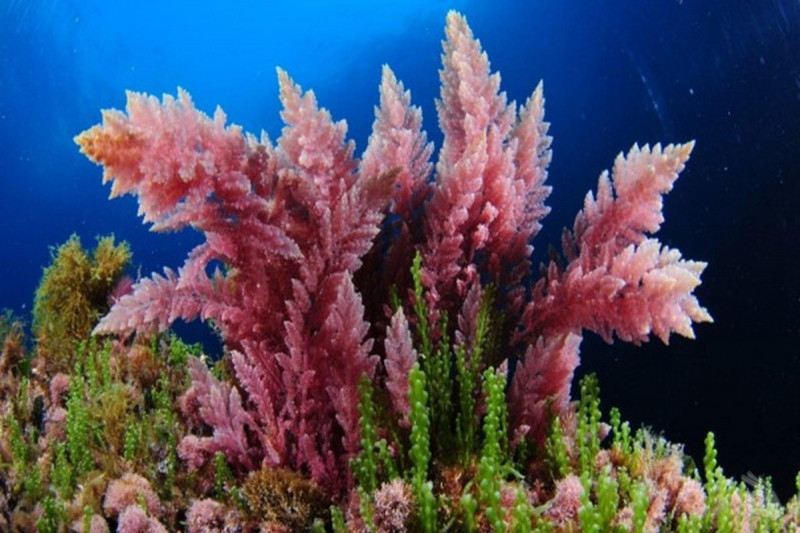 RESERVA MARINA DE CABO TIÑOSO. PUNTA LAS ÁNIMAS - Murcia Puerto de Mazarrón España