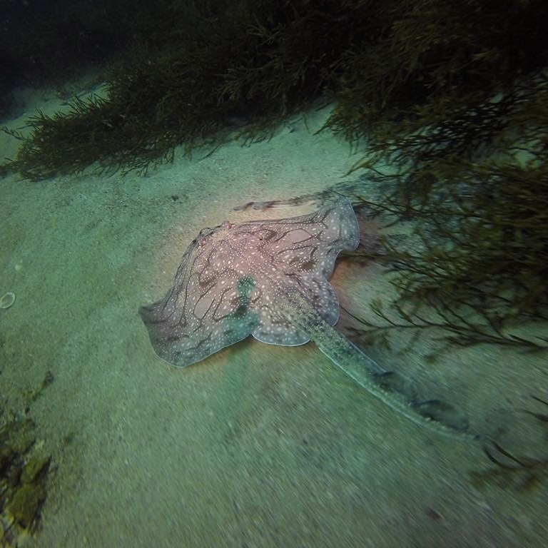 Scuba_hugo