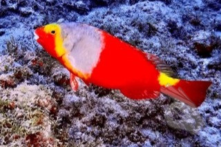 SARDINA POR EL ESPIGON DEL PUERTO - GRAN CANARIA