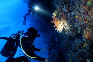 Pro Dive Lanzarote Foto 16