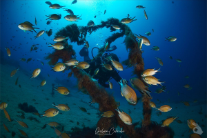 Pro Dive Lanzarote Foto 10