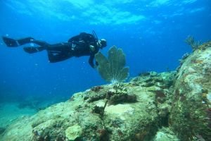Panama Dive Adventure, S.A: Foto 1