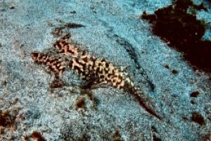 Brothers Diving Foto 5