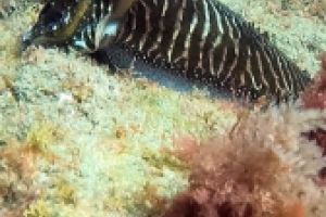 Brothers Diving Foto 3