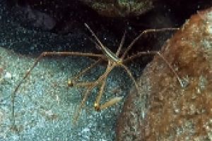 Brothers Diving Foto 4