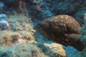 Brothers Diving Foto 7