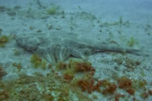 Brothers Diving Foto 6