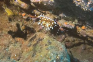 Brothers Diving Foto 1