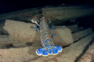AbyssTek Divers Foto 15