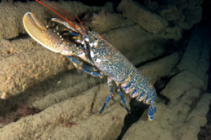 AbyssTek Divers Foto 2