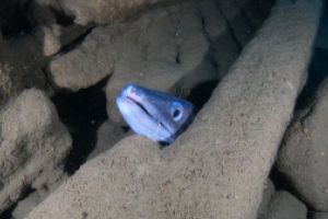 AbyssTek Divers Foto 3