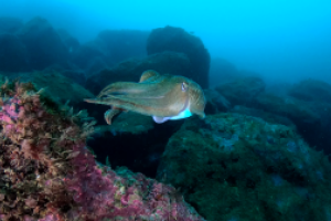 AbyssTek Divers Foto 13