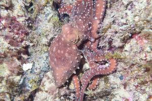 MAR MENUDA - Girona Tossa de Mar Spain foto 1