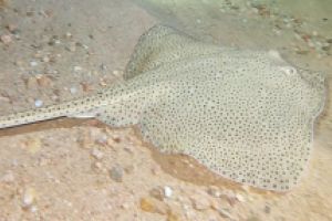 MAR MENUDA - Girona Tossa de Mar Spain foto 8