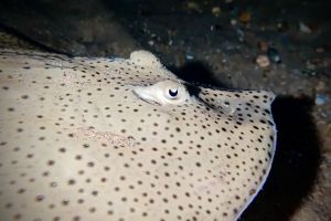 MAR MENUDA - Girona Tossa de Mar Spain foto 2