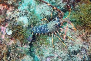 MAR MENUDA - Girona Tossa de Mar Spain foto 3