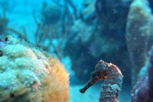 Scuba and Chill Foto 3