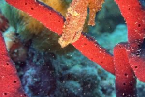 Scuba and Chill Foto 2