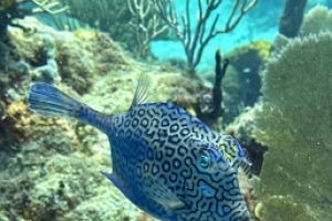 Scuba and Chill Foto 4