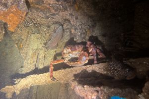 Scuba and Chill Foto 5