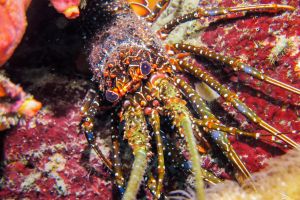 Scuba and Chill Foto 9