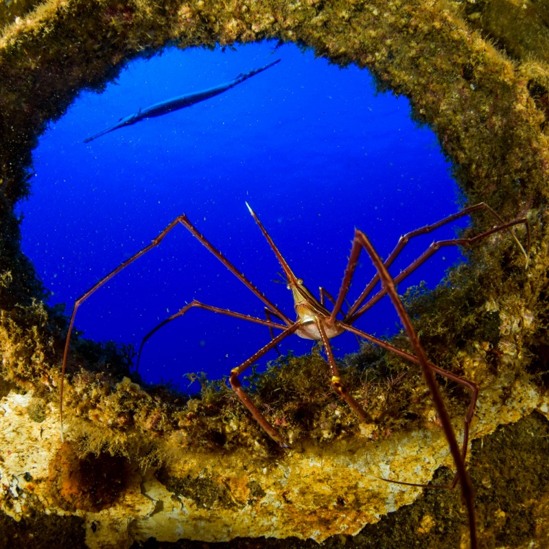 Lifeintheblue 