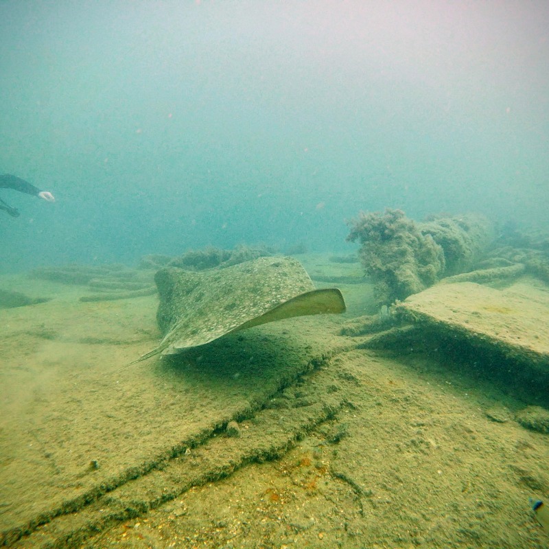 FavioV