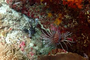 1 | KO RACHA NOY - MARINA BAY -  Chalong Thailand foto 1