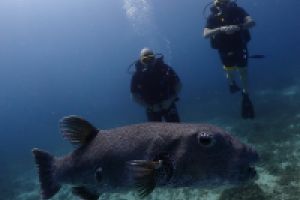 3 | KO RACHA NOY - MARINA BAY -  Chalong Thailand foto 3