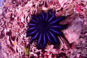 4 | KO RACHA NOY - MARINA BAY -  Chalong Thailand foto 4