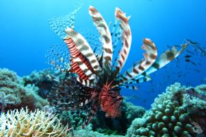 CURSO ADVANCED OPEN WATER DIVER EN CALPE