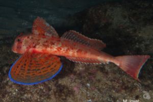 LA COVA - Girona Tossa de Mar Spain