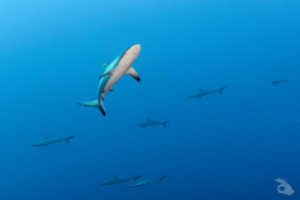TUBBATAHA – MARZO Foto 2