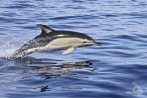 ISLA FAIAL – LAS AZORES V Foto 4